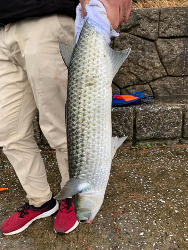 ボラの釣果