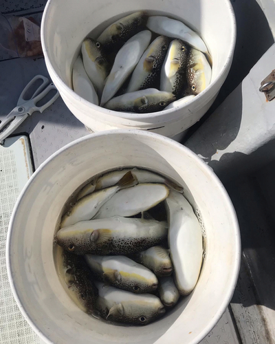 ショウサイフグの釣果