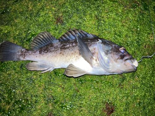 クロソイの釣果