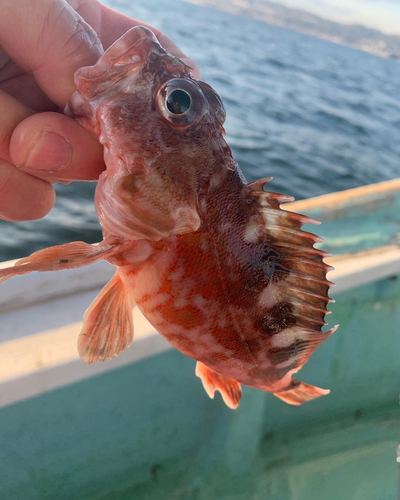 カサゴの釣果