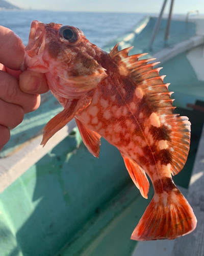 カサゴの釣果