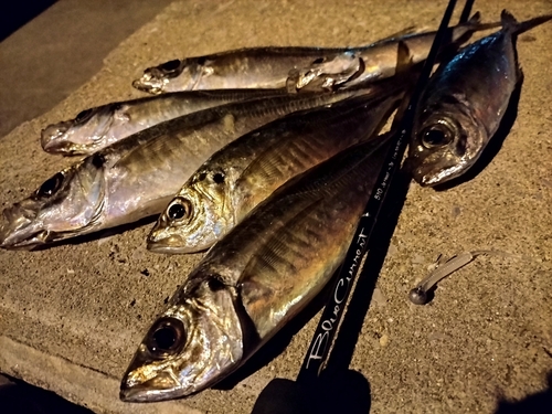 アジの釣果