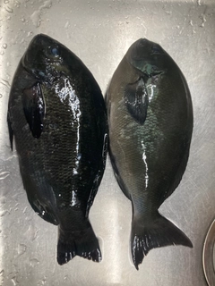 メジナの釣果