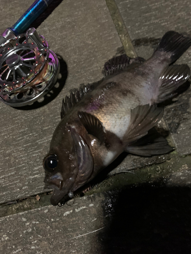 シロメバルの釣果