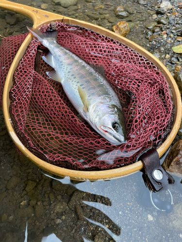 ヤマメの釣果