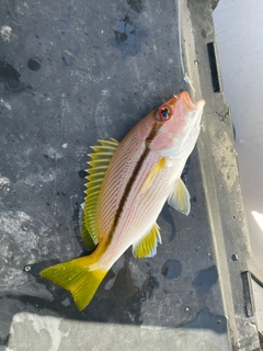 タテフエダイの釣果