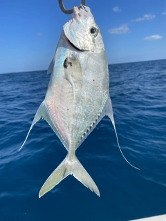 イトヒラアジの釣果