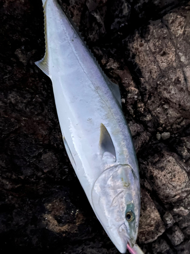 ヤズの釣果