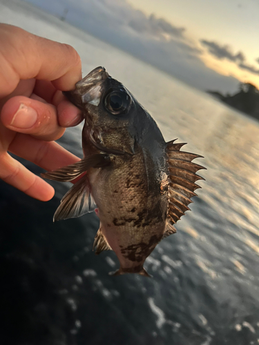 メバルの釣果