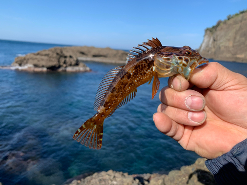 アナハゼの釣果