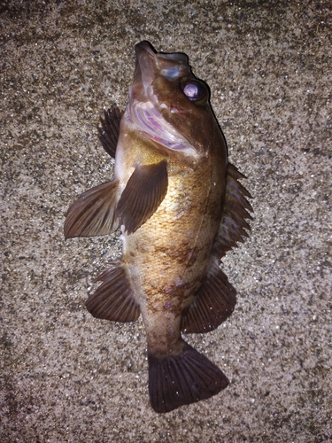 メバルの釣果