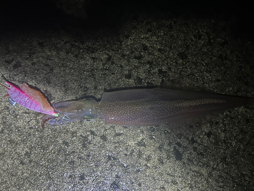 ヤリイカの釣果