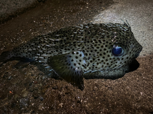 ハリセンボンの釣果