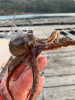 メイタの釣果