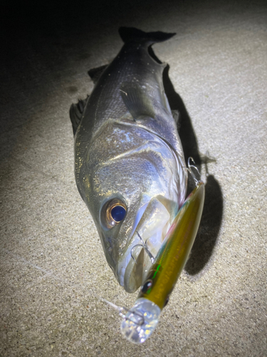 セイゴ（マルスズキ）の釣果