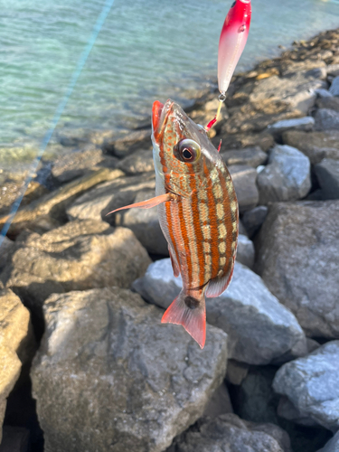 ビタローの釣果