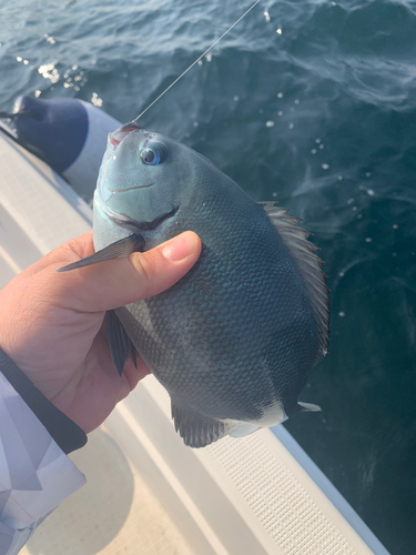 オナガグレの釣果