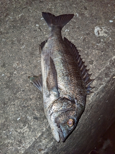 チヌの釣果