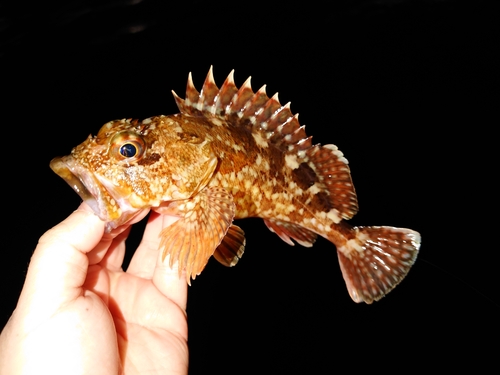 カサゴの釣果