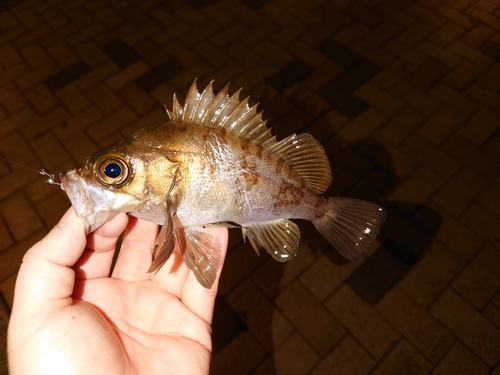 メバルの釣果