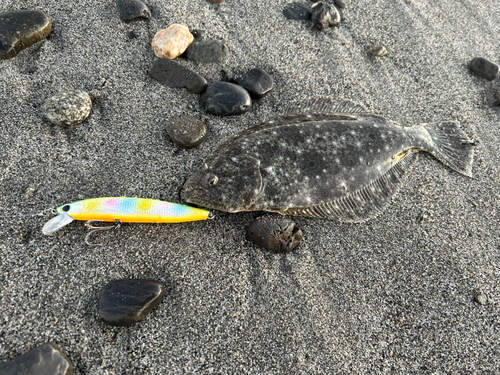 ヒラメの釣果