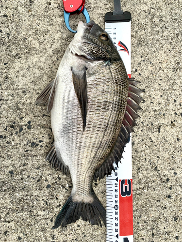 クロダイの釣果