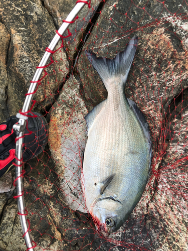 イスズミの釣果