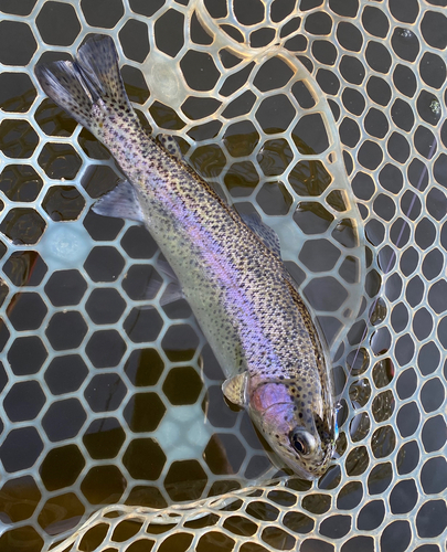 トラウトの釣果