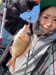 マダイの釣果