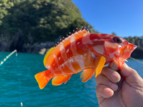 アカハタの釣果