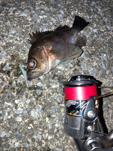 アカメバルの釣果