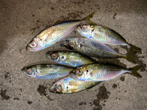 アジの釣果