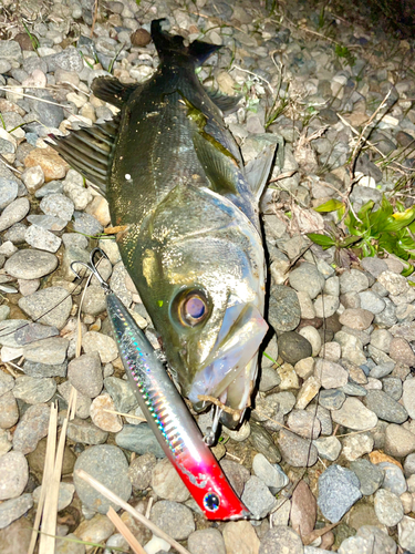 フッコ（マルスズキ）の釣果