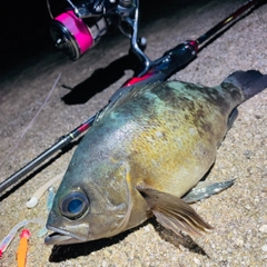 クロメバルの釣果