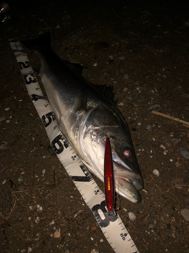 スズキの釣果