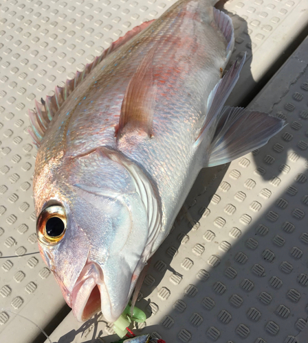 マダイの釣果