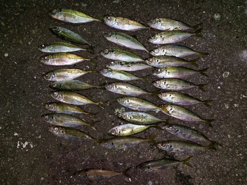 アジの釣果