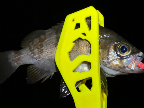 アカメバルの釣果