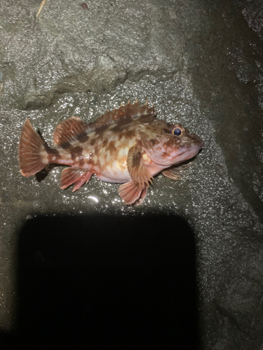 カサゴの釣果