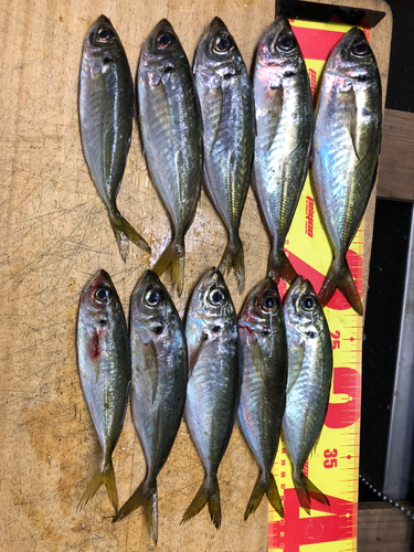 マアジの釣果