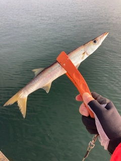 カマスの釣果