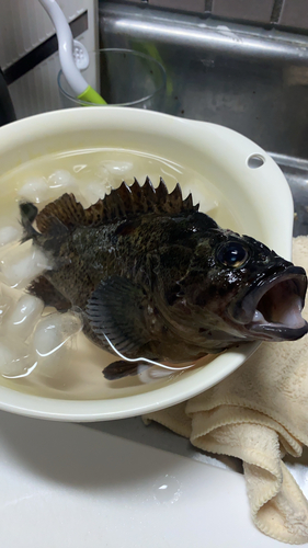 クロソイの釣果