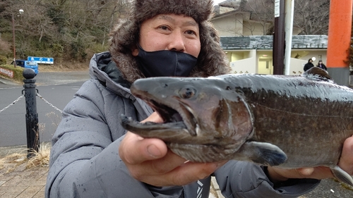 イワナの釣果