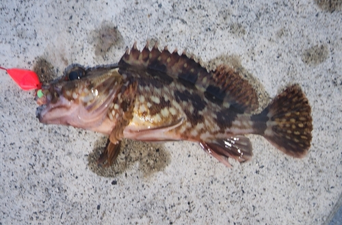 カサゴの釣果