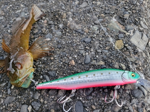 アナハゼの釣果