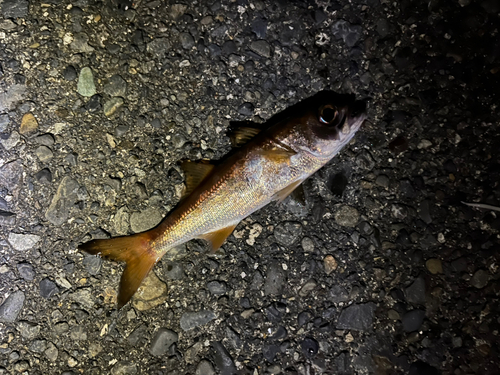 ムツの釣果