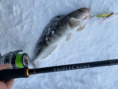 ホッケの釣果