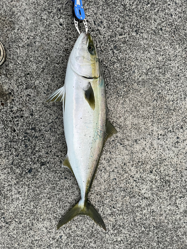 メジロの釣果