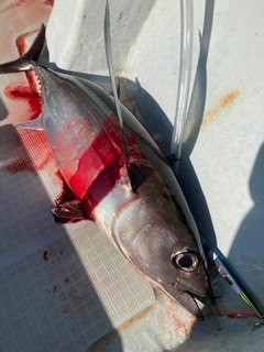 ビンチョウマグロの釣果