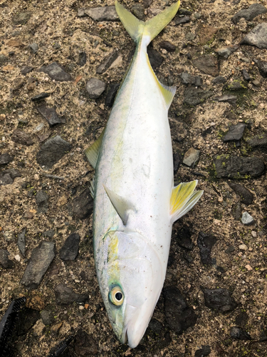 ツバスの釣果